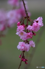 枝垂れ桜３