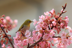 サクジロー