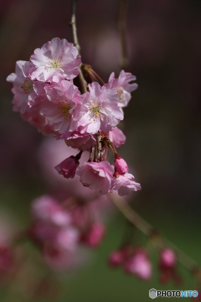 枝垂れ桜２