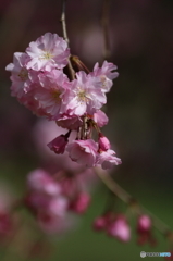 枝垂れ桜２