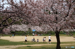 桜の下で