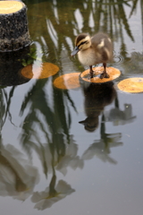 25071702雛ちゃんのお花見