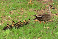 鏡伝池公園のカルガモ親子1