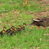鏡伝池公園のカルガモ親子1