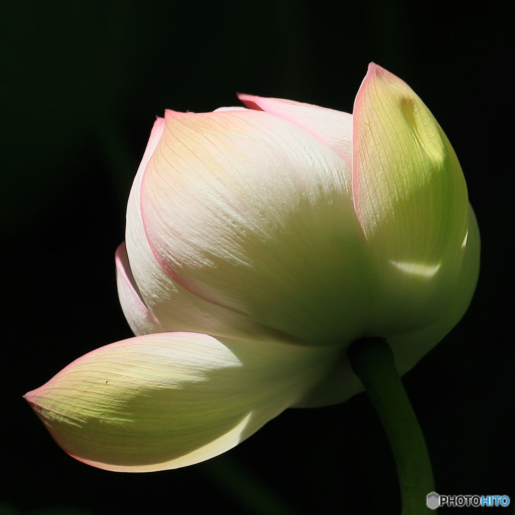 ハスの花　①　200716 