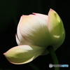 ハスの花　①　200716 