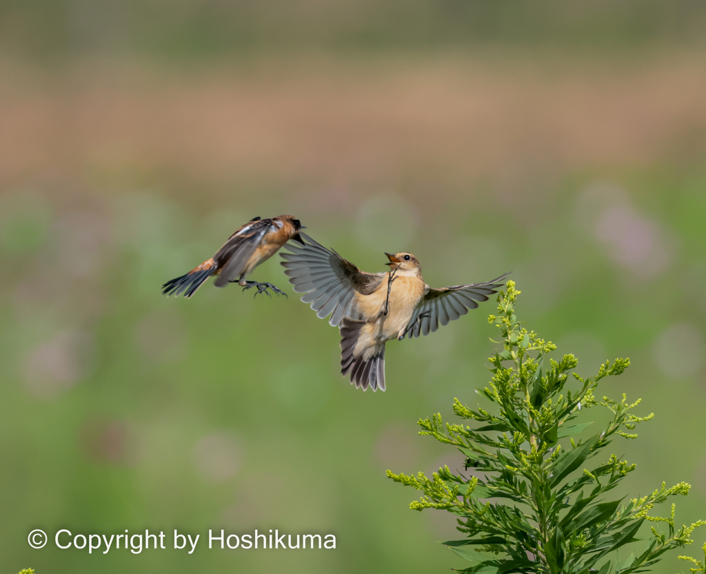 ノビタキ　⑤　20221004 