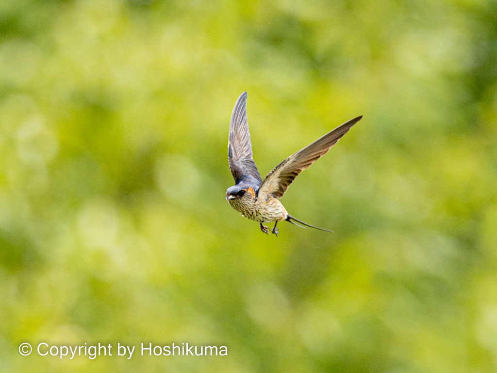 コシアカツバメ　④　220620