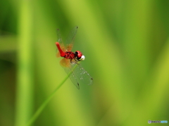 ハッチョウトンボ　200808 