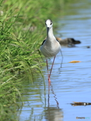 セイタカシギ　②　200419 