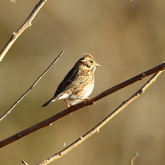教えて下さい！　171213