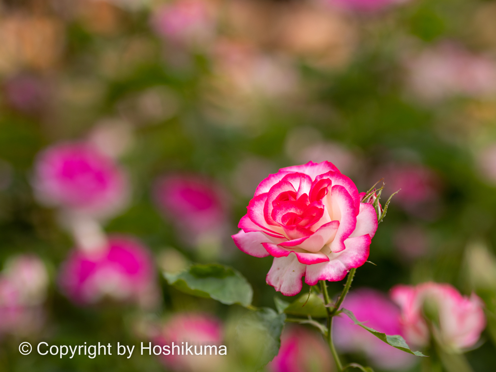 バラの花　②　220506 