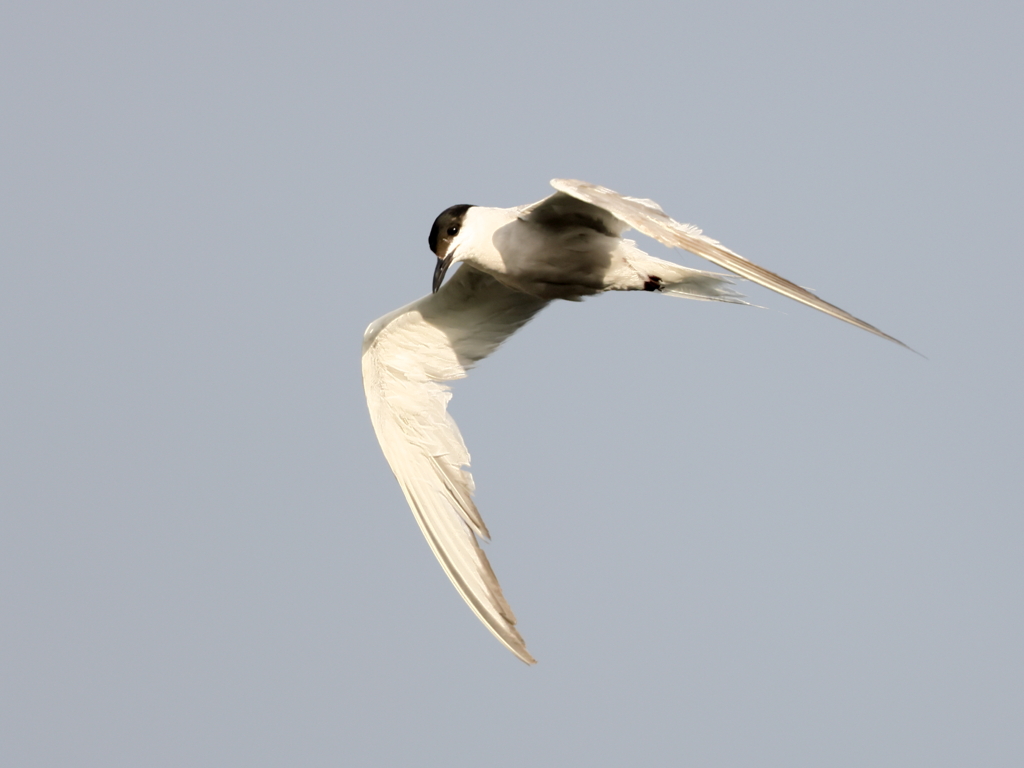 クロハラアジサシ　④　200909 