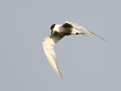 クロハラアジサシ　④　200909 