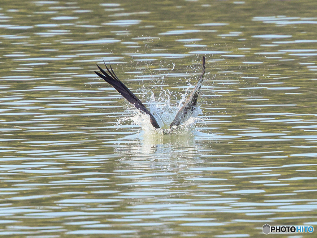 ミサゴ　⑥　210121　