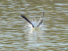 ミサゴ　⑥　210121　