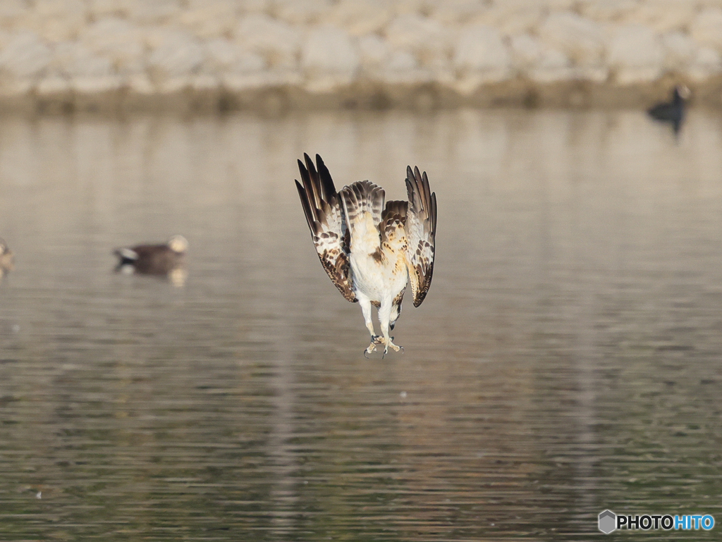 ミサゴ　⑦　210126