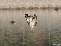 ミサゴ　⑦　210126