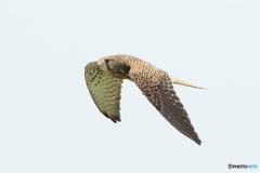 170507 チョウゲンボウ♀