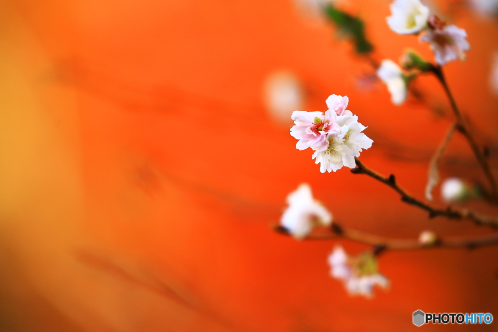 「紅葉とサクラ」　　171128 