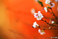 「紅葉とサクラ」　　171128 