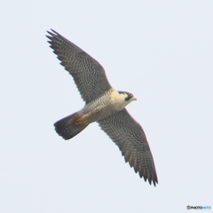 161014 ハヤブサ　成鳥