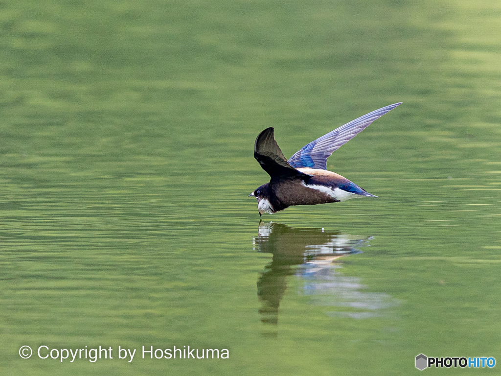 ハリオアマツバメ　②　220617