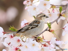 ニュウナイスズメ　①　200404 