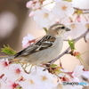 ニュウナイスズメ　①　200404 