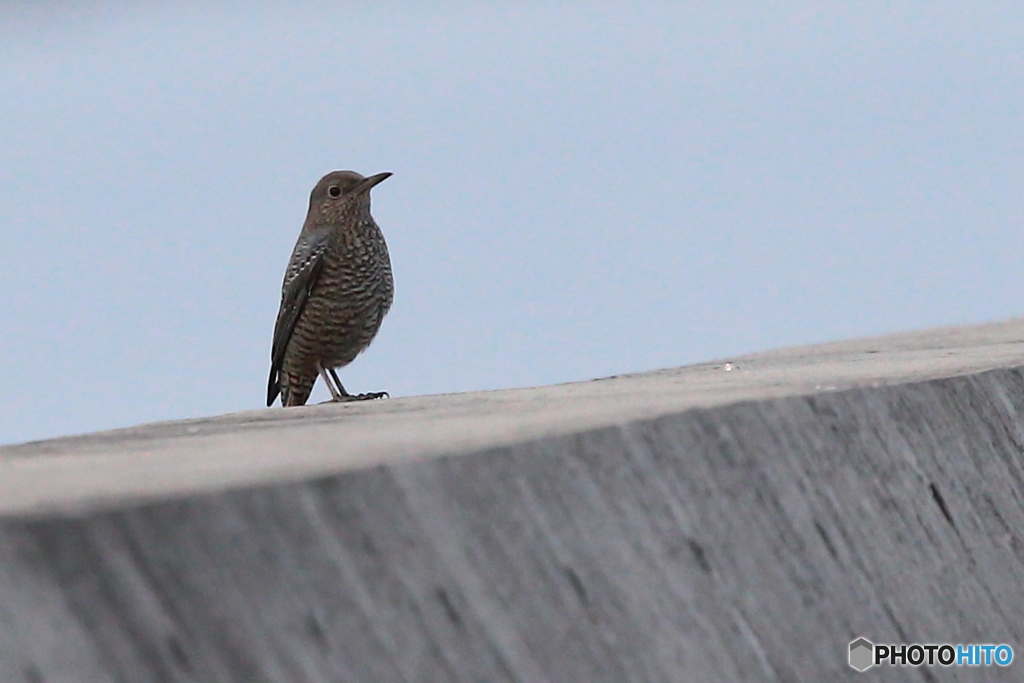 「初お目見え」　171107