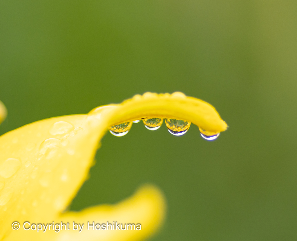ユリの花　①　20230530 