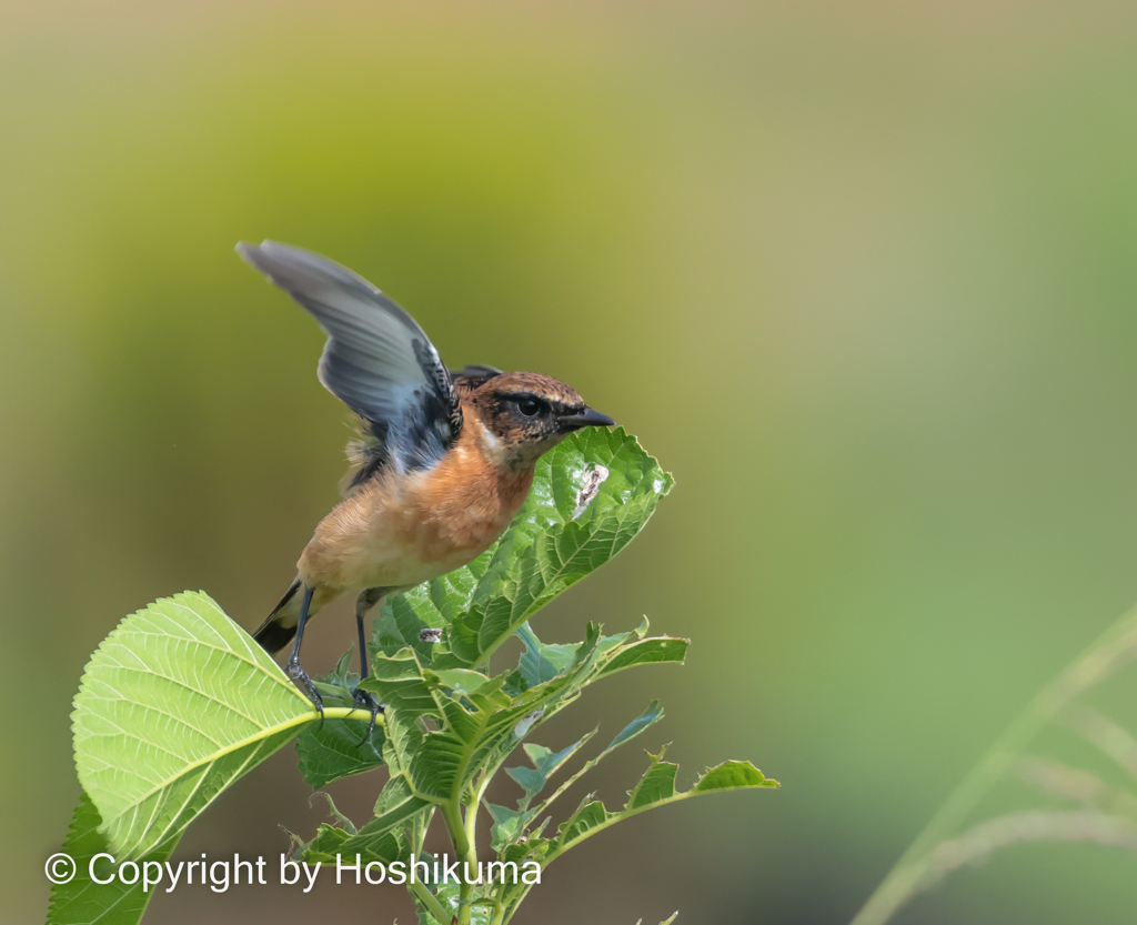 ノビタキ　⑥　20221004 