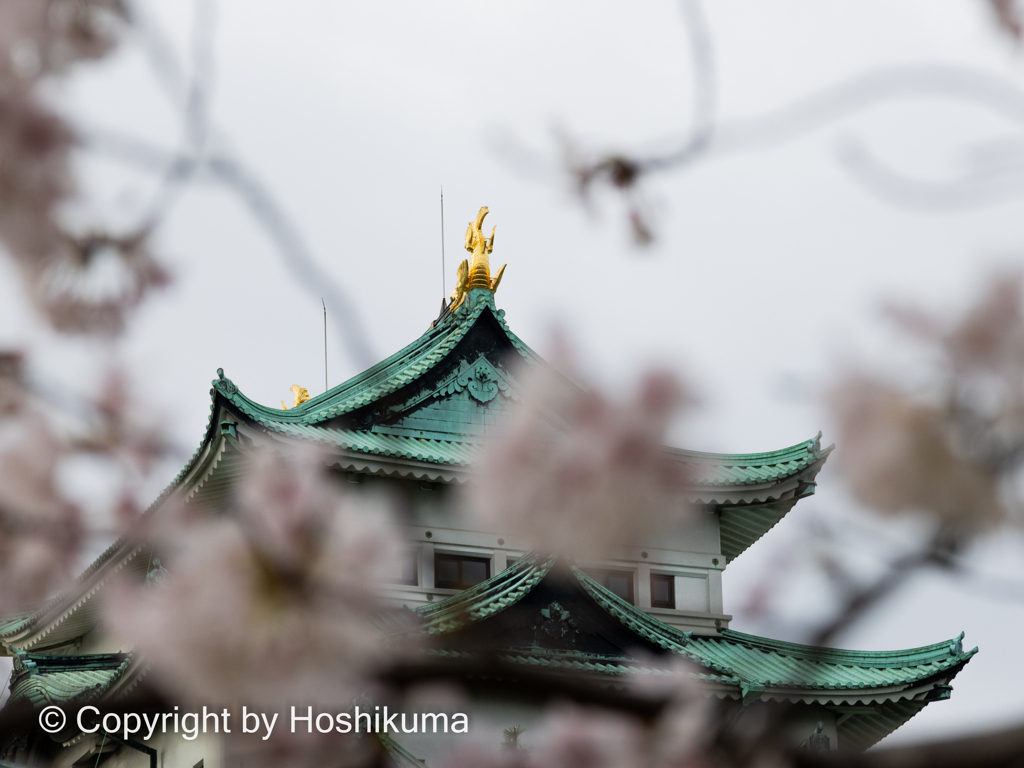名古屋城と桜　③　220402