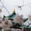 名古屋城と桜　③　220402