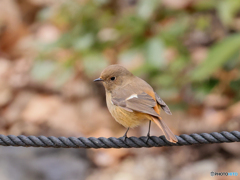 五目鳥撮り　①　210111