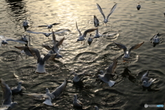 170119 ユリカモメ 壱