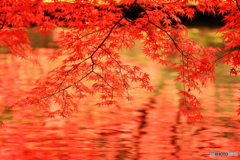 曽木公園　③　191113