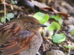 カヤクグリ　210131