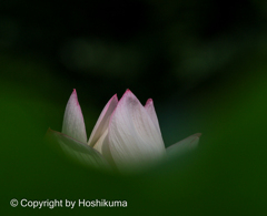 ハスの花　②　20230711 