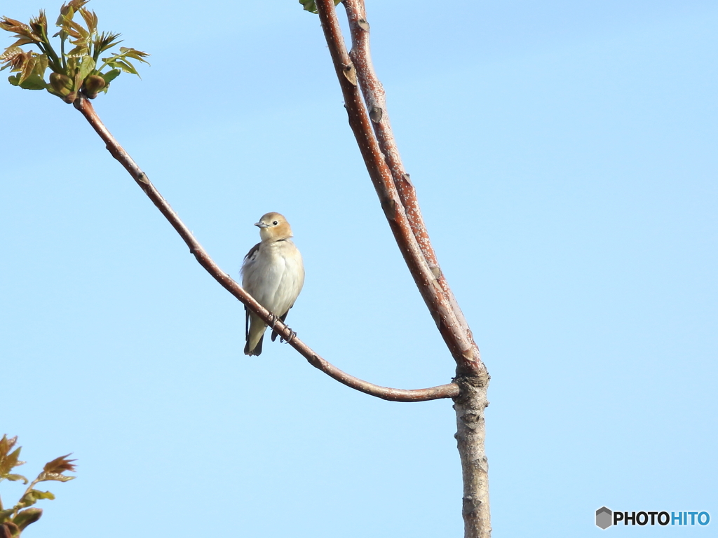 コムクドリ　②　200419 