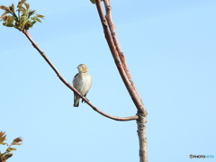 コムクドリ　②　200419 