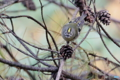 「キク～ッ！　②」　　171116 