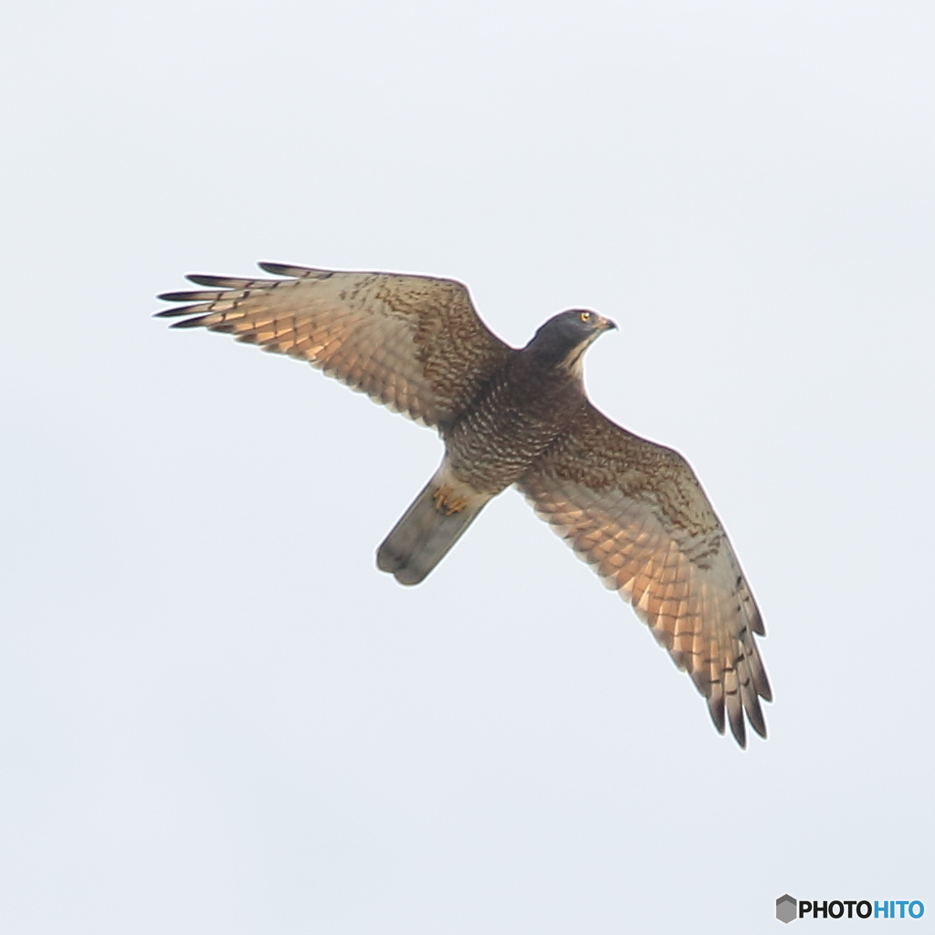 161004 伊良湖岬　タカの渡り