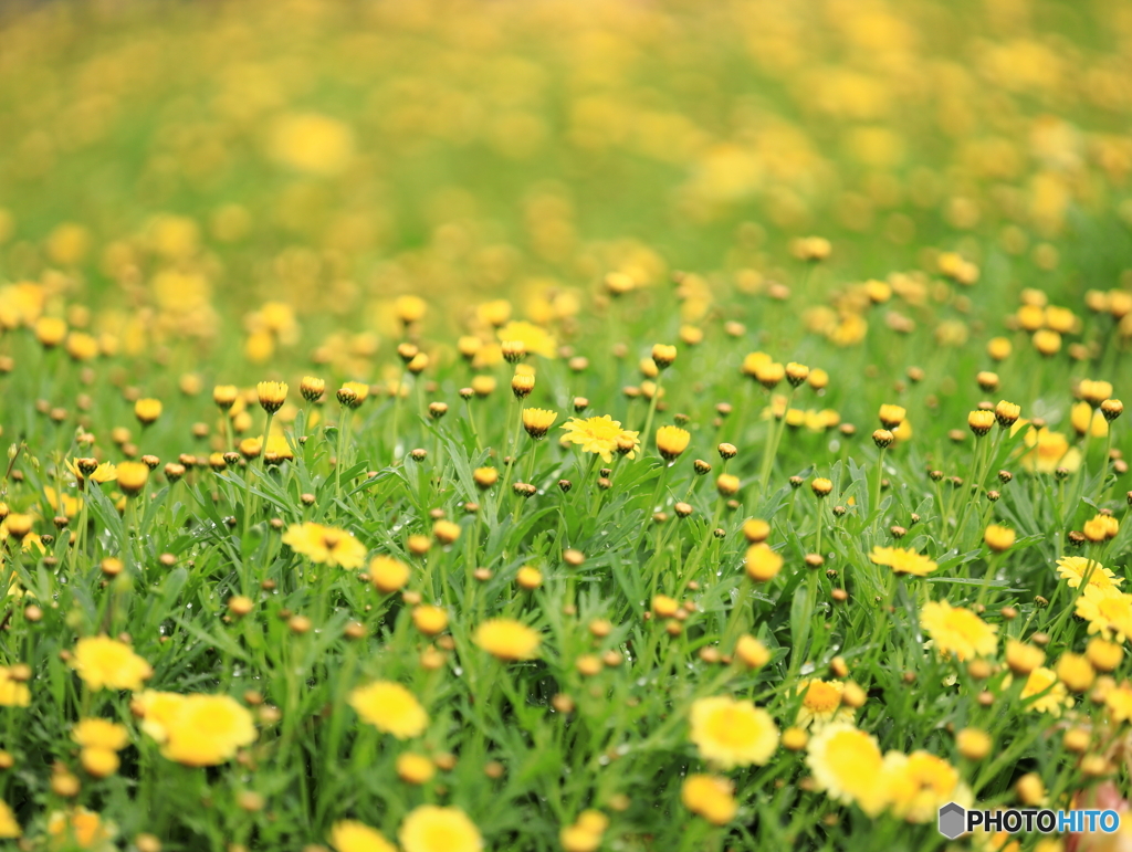 公園の花壇　④　200504 