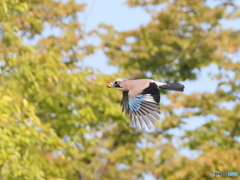 ドングリカケス　⑤　201020 