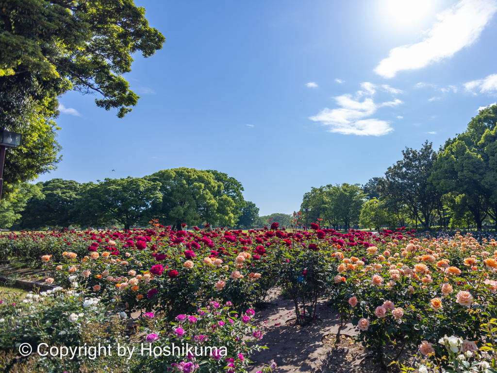 バラの花　①　220506 