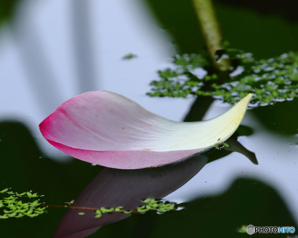 ハスの花　④　190707 