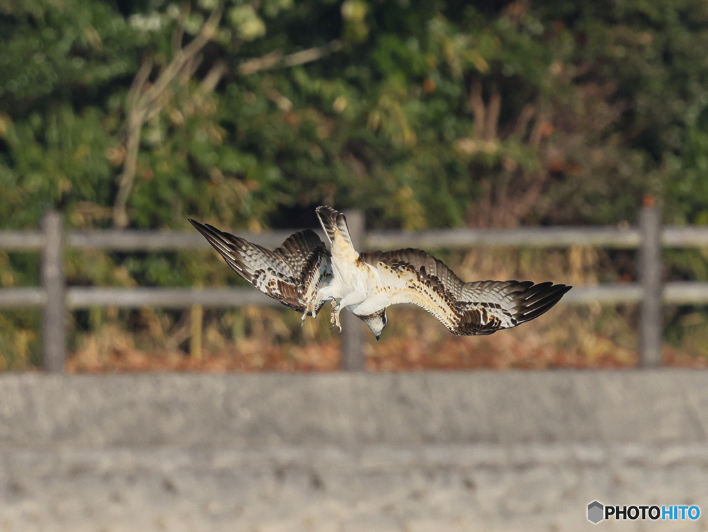 ミサゴ　③　210126 
