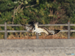 ミサゴ　③　210126 