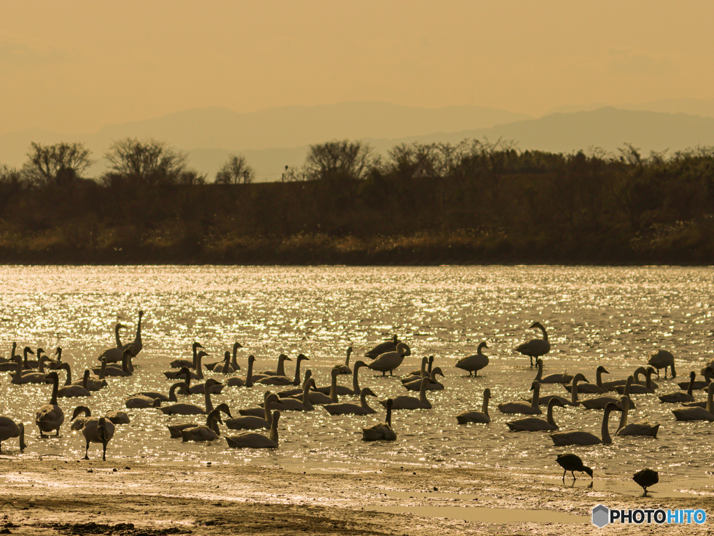 コハクチョウ　⑤　210211 
